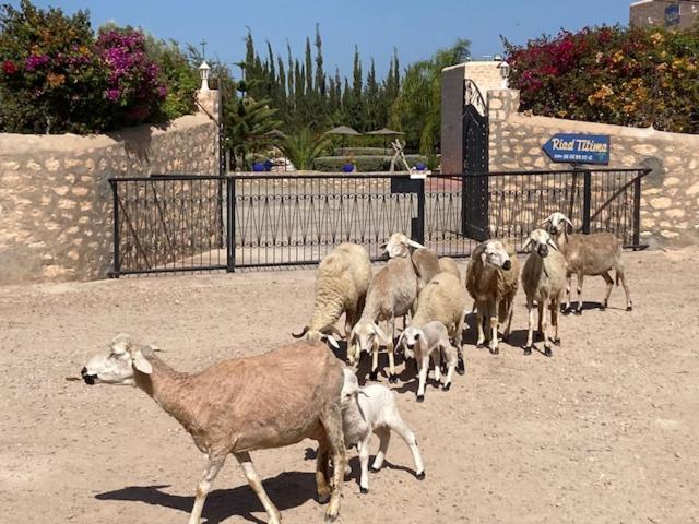 Riad Titima エッサウィラ エクステリア 写真